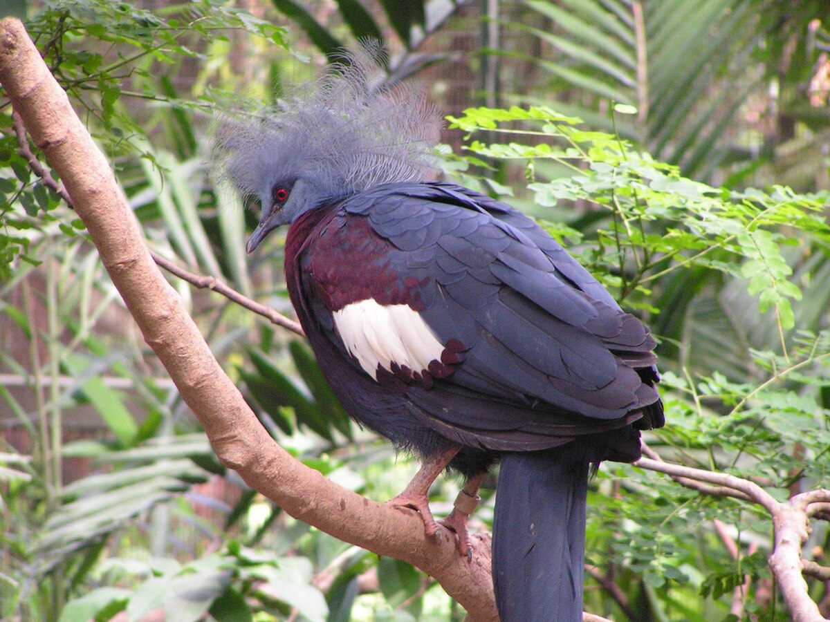 Goura scheepmakeri (Southern Crowned-Pigeon).jpg