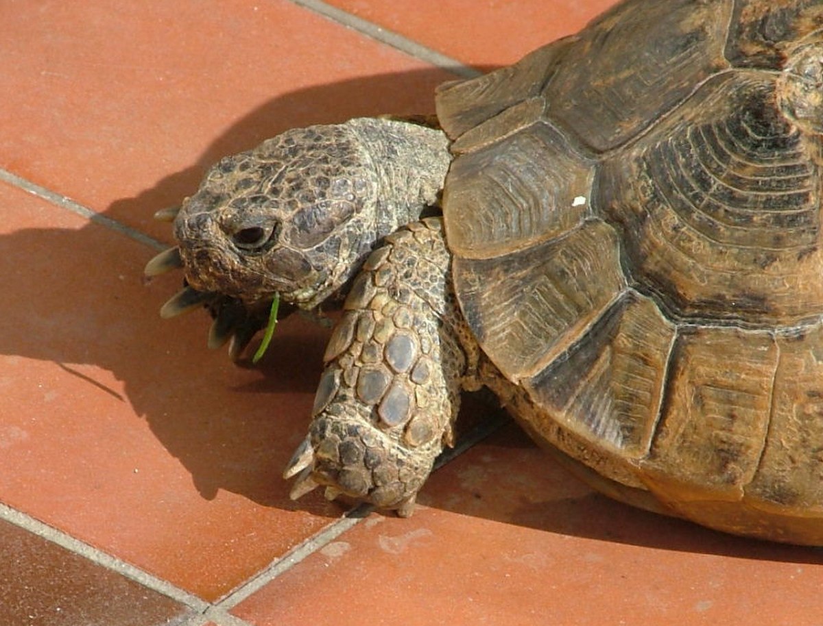 Testudo graeca ibera
