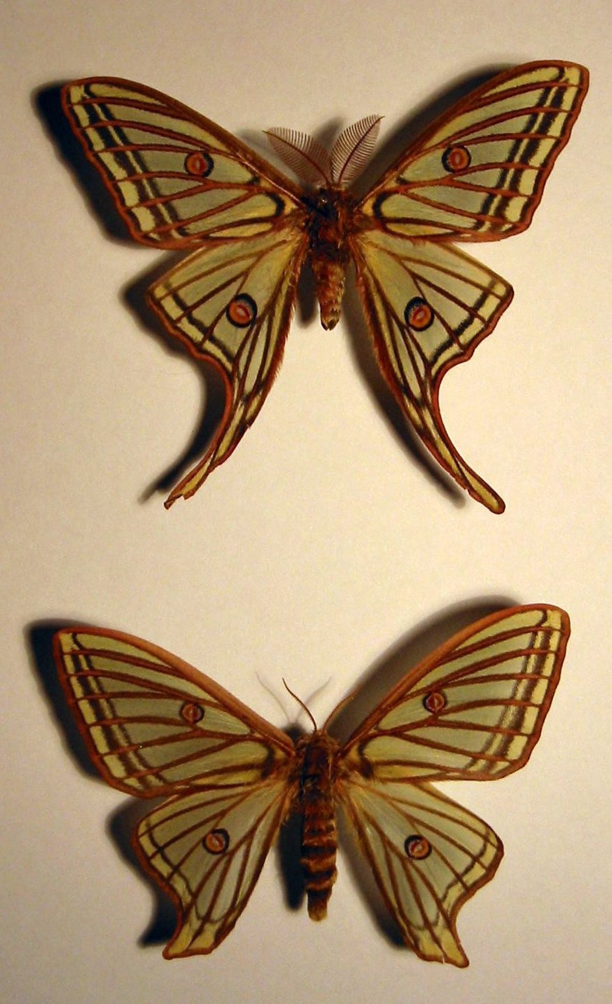 Isabelle (papillon)