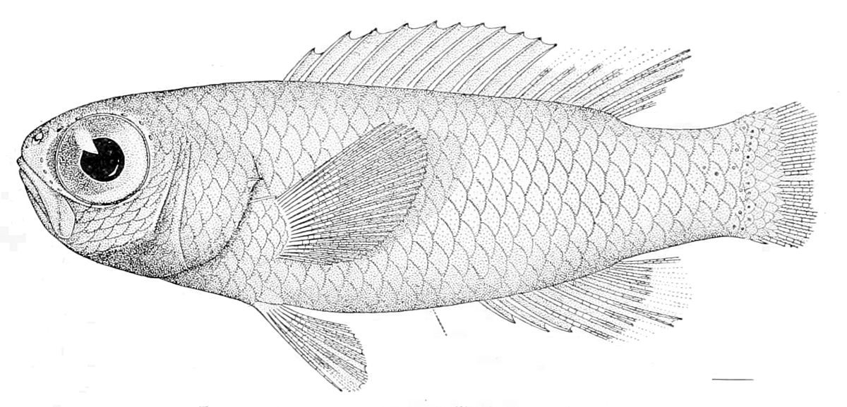 Callanthiidae