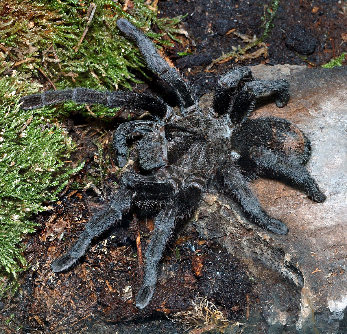 Grammostola