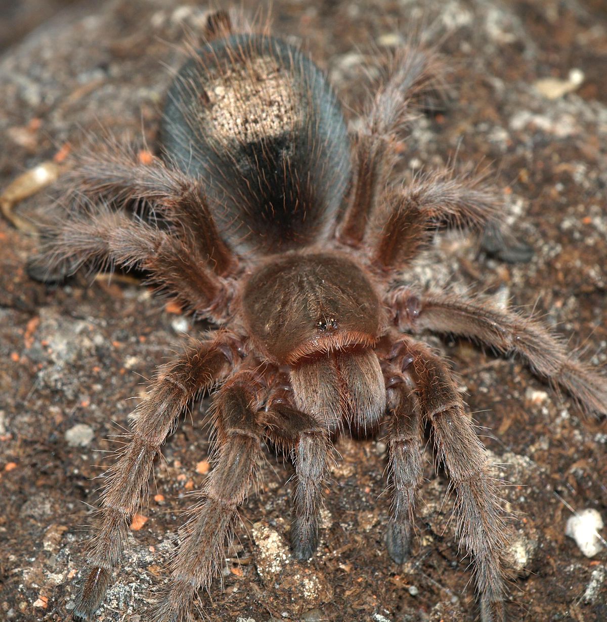 Grammostola.rosea.with.hair.patch.jpg