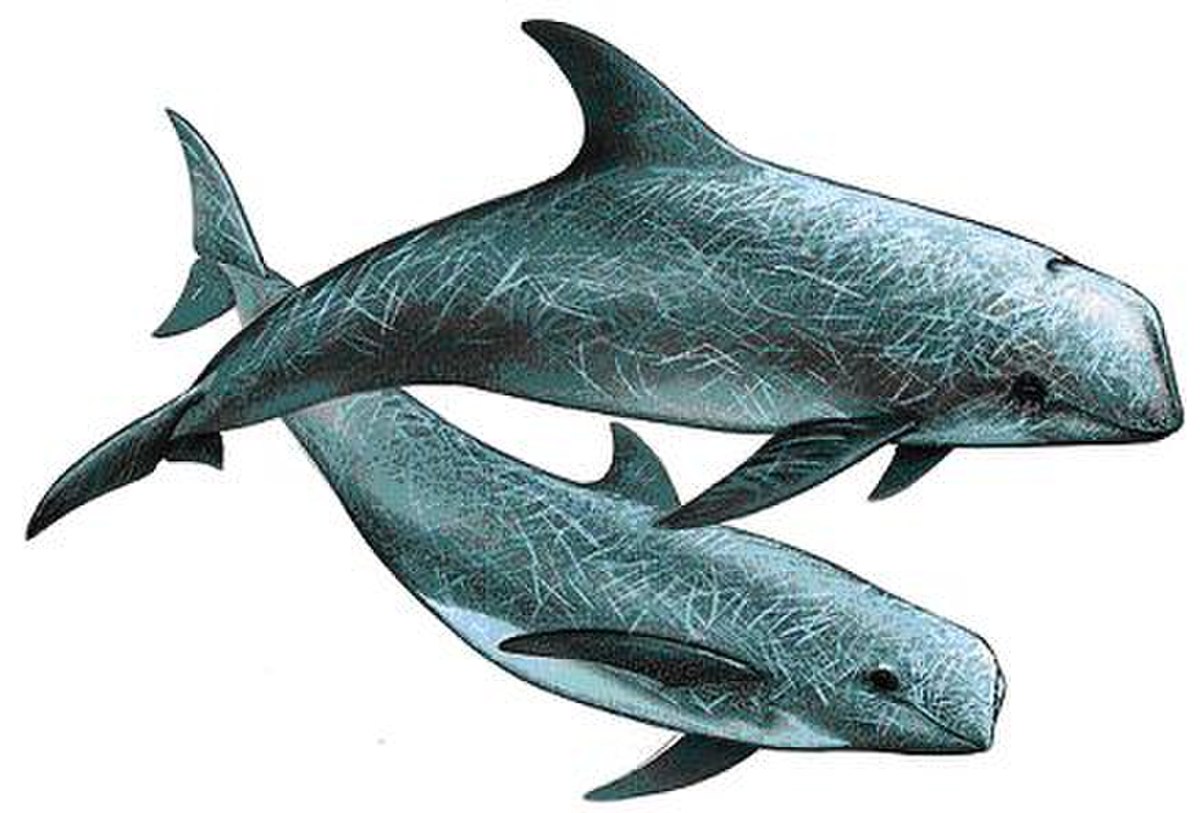 Dauphin de Risso