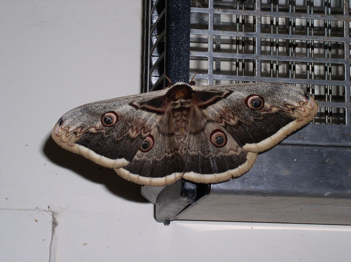 Grand paon de nuit
