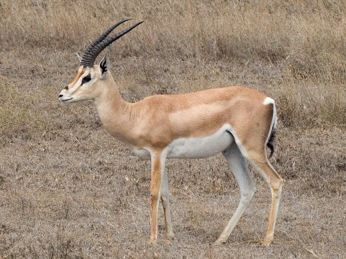 Gazelle de Grant