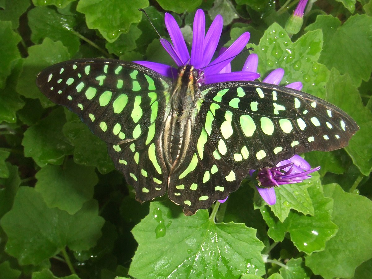 Graphium agamemnon