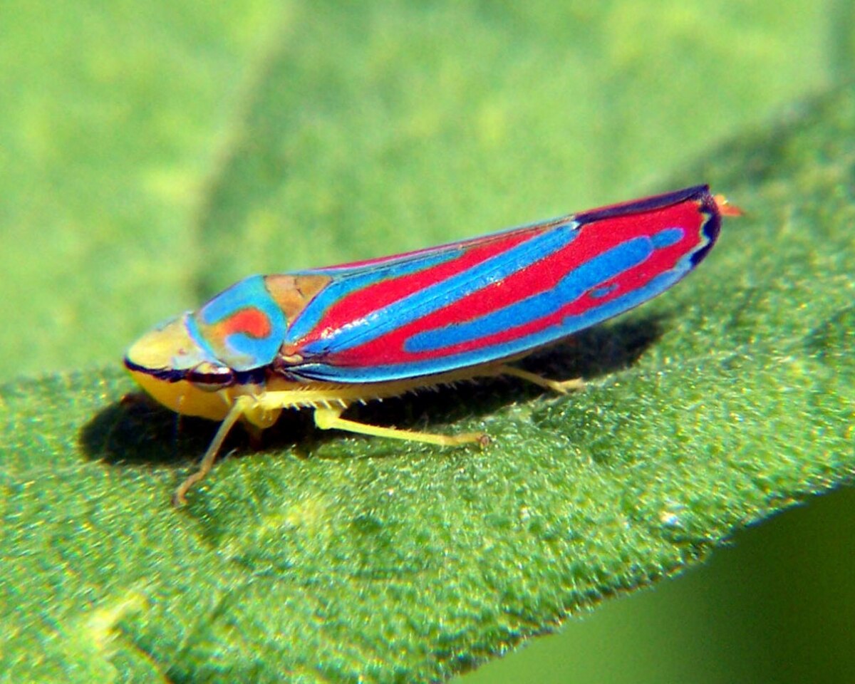 Cicadellidae