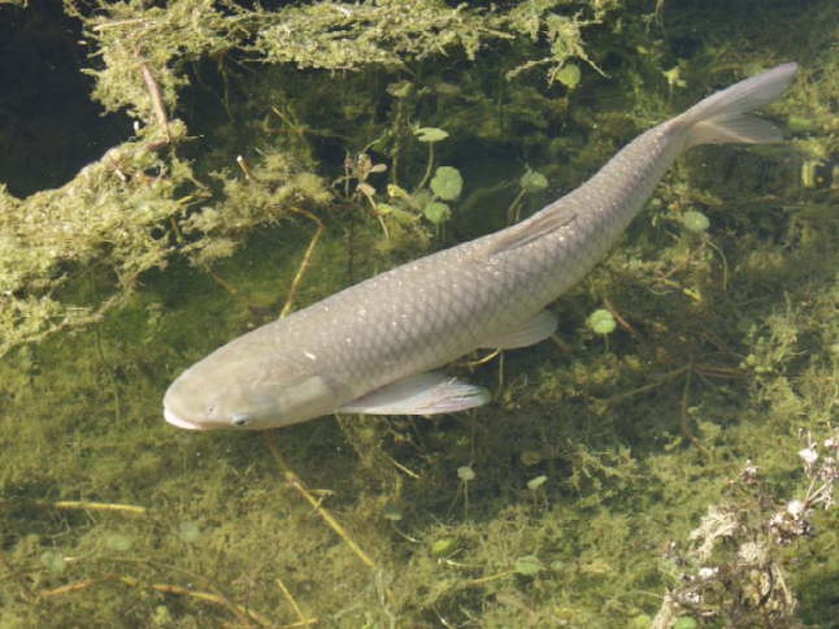 Ctenopharyngodon idella