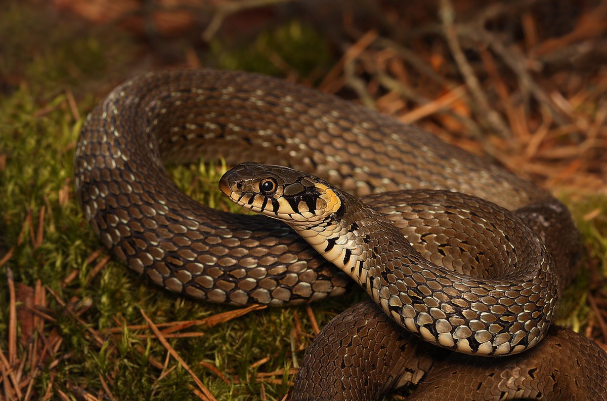 Natrix natrix