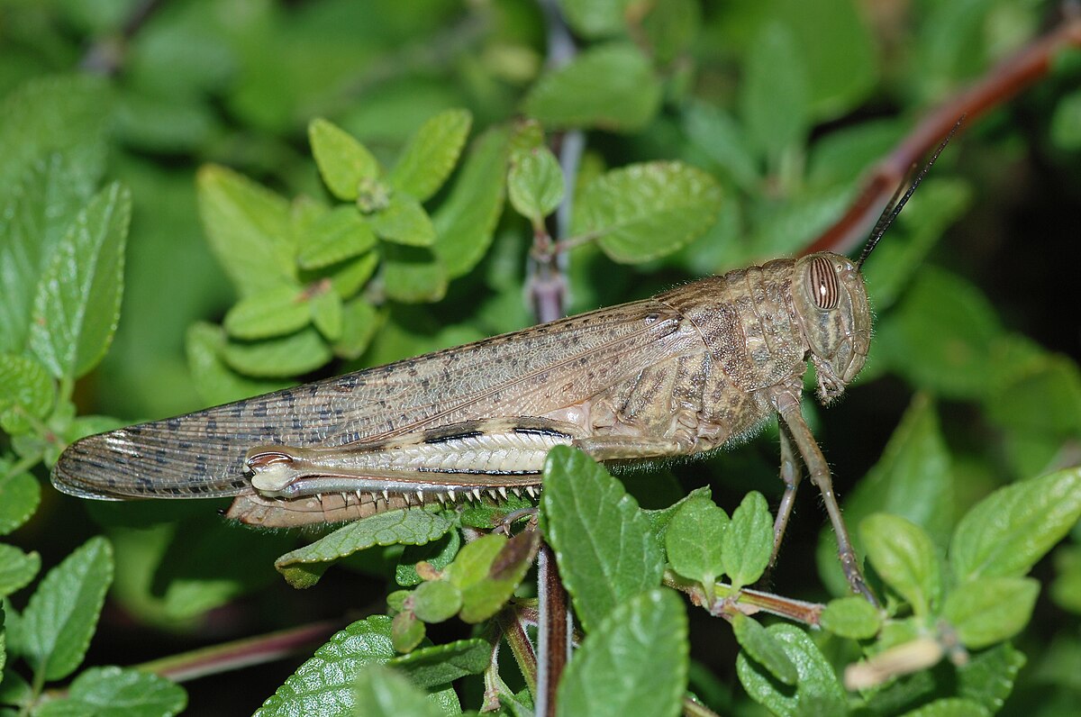 Anacridium