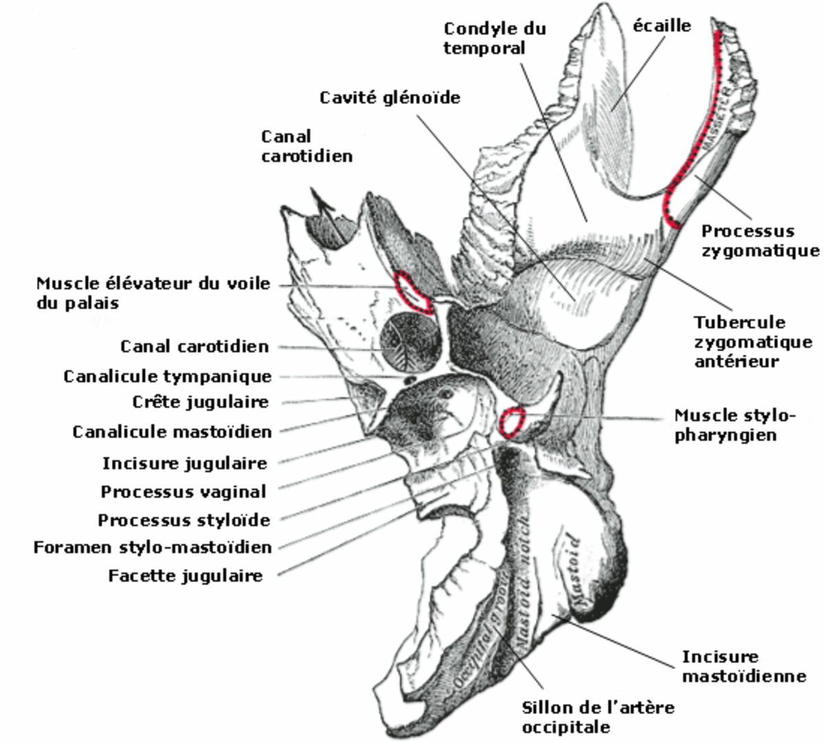 Vue inférieure