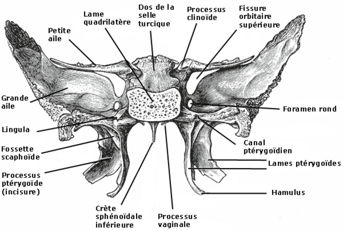 Os sphénoïde