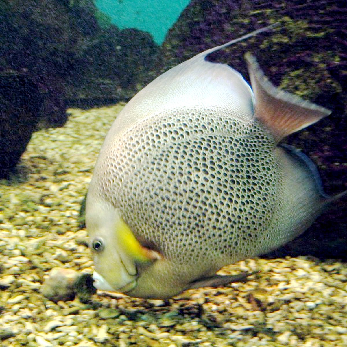 Pomacanthidae