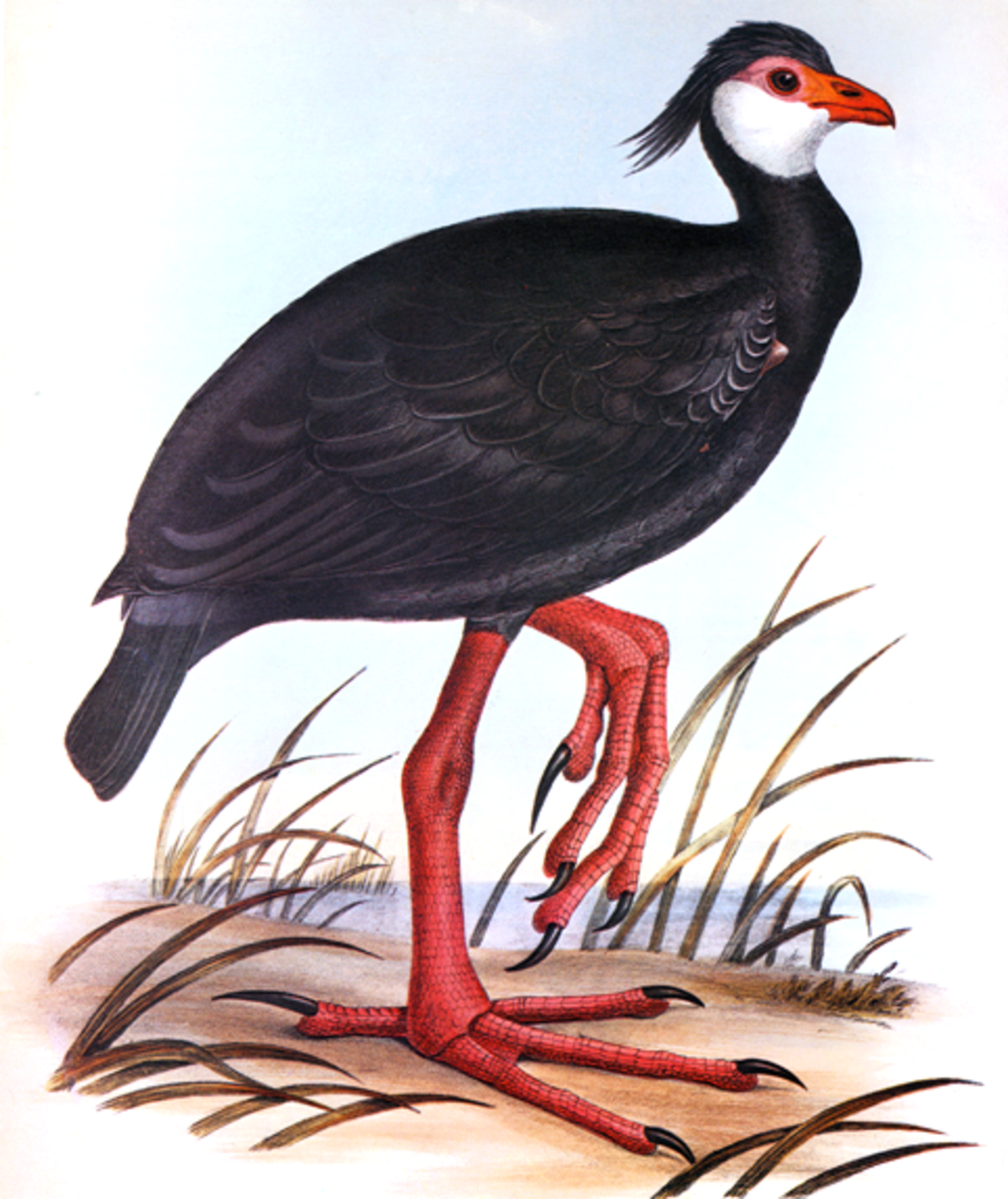 Anhimidae