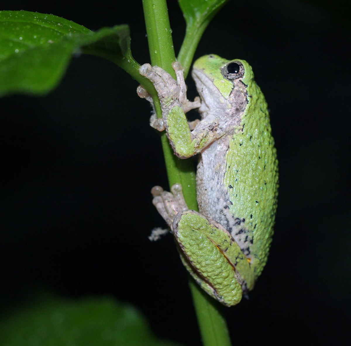 Hyla versicolor
