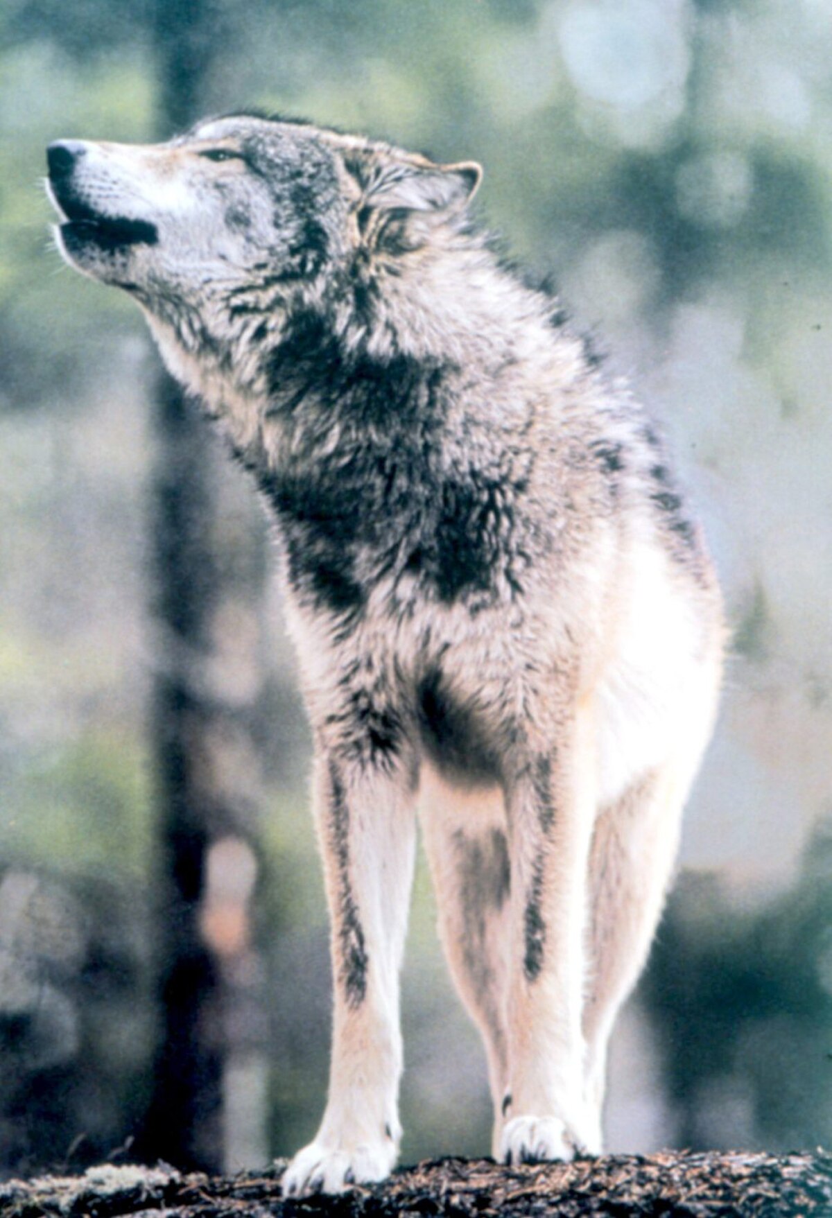 Loup (canidé)