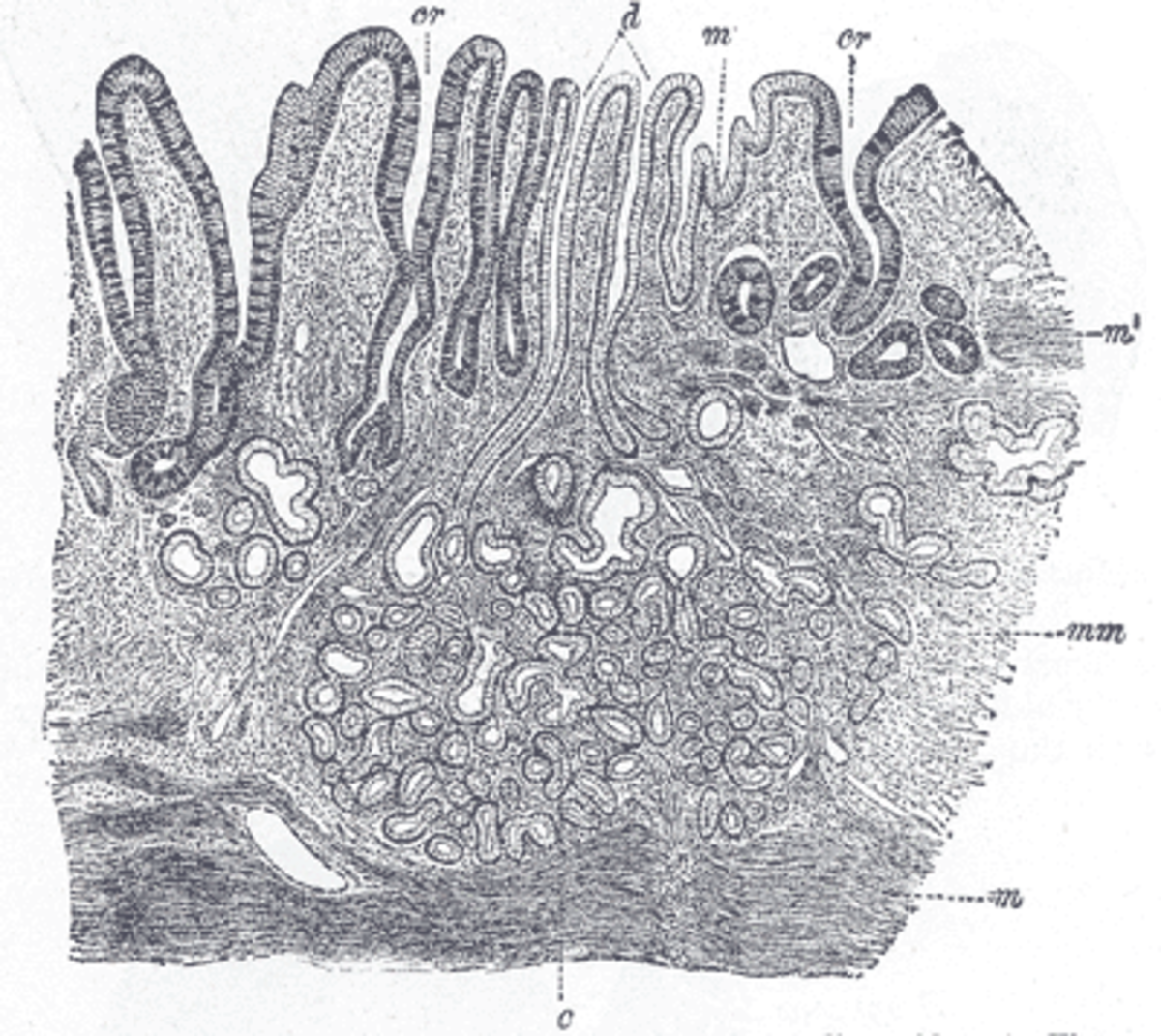 Microbiome