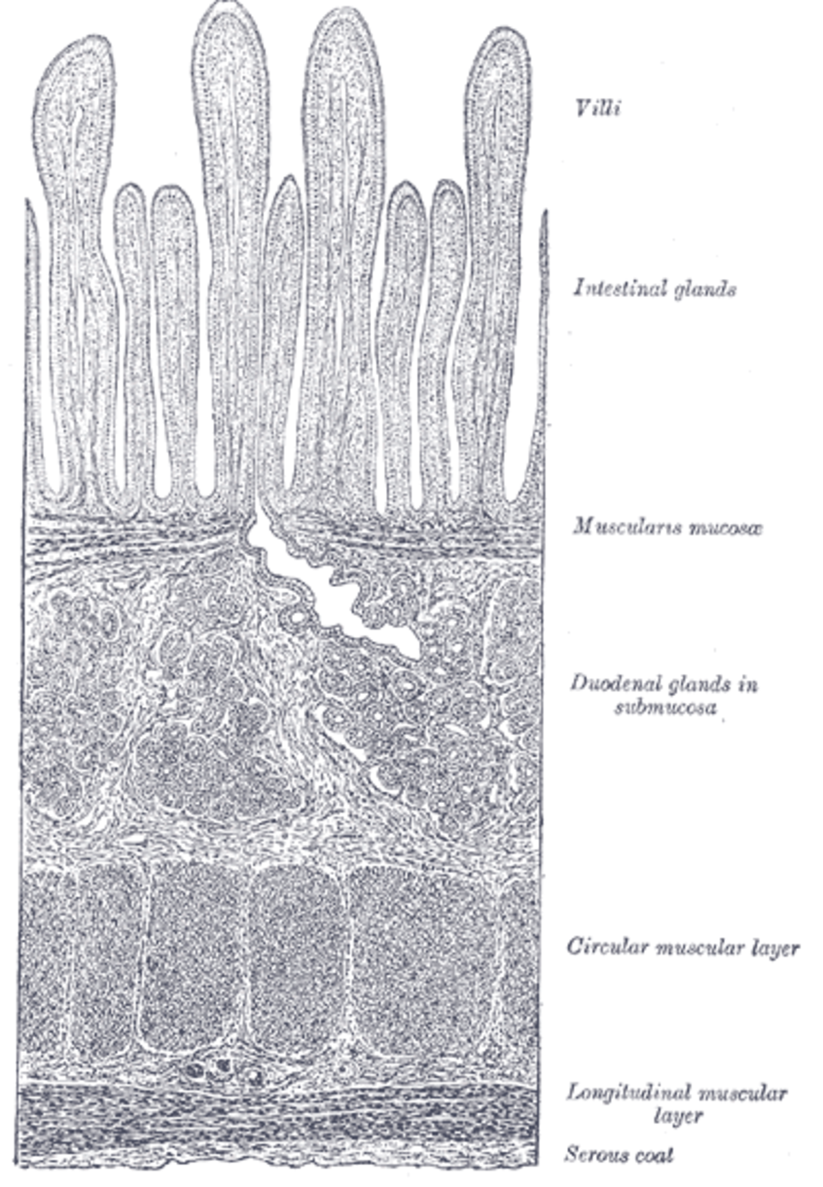 Microbiote