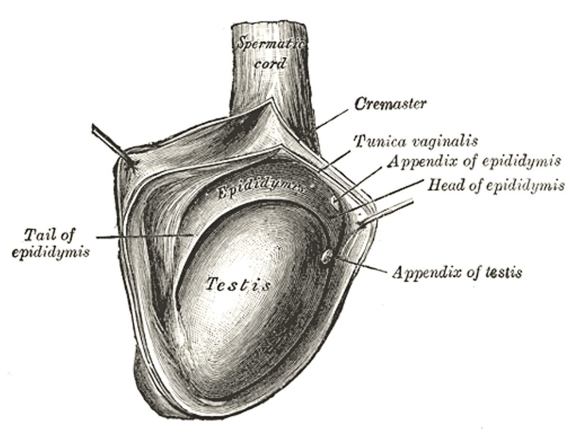 Testicule
