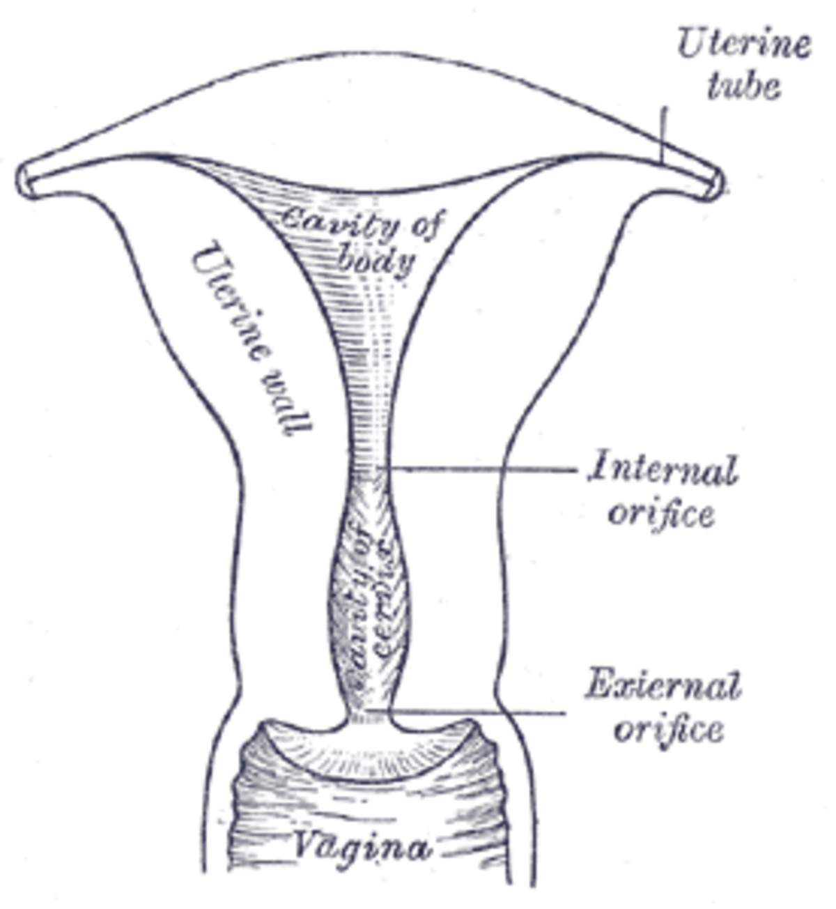 Chirurgie hystéroscopique