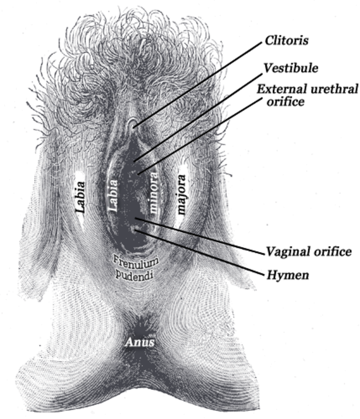 Hymen (biologie)