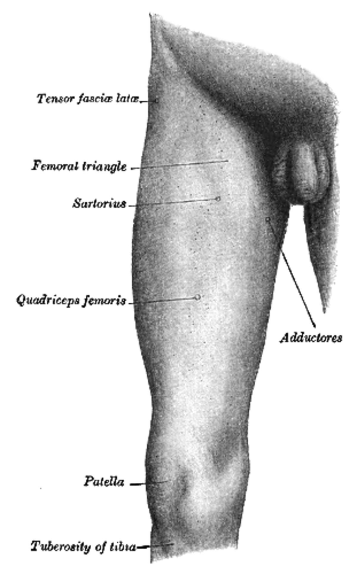 Cuisse