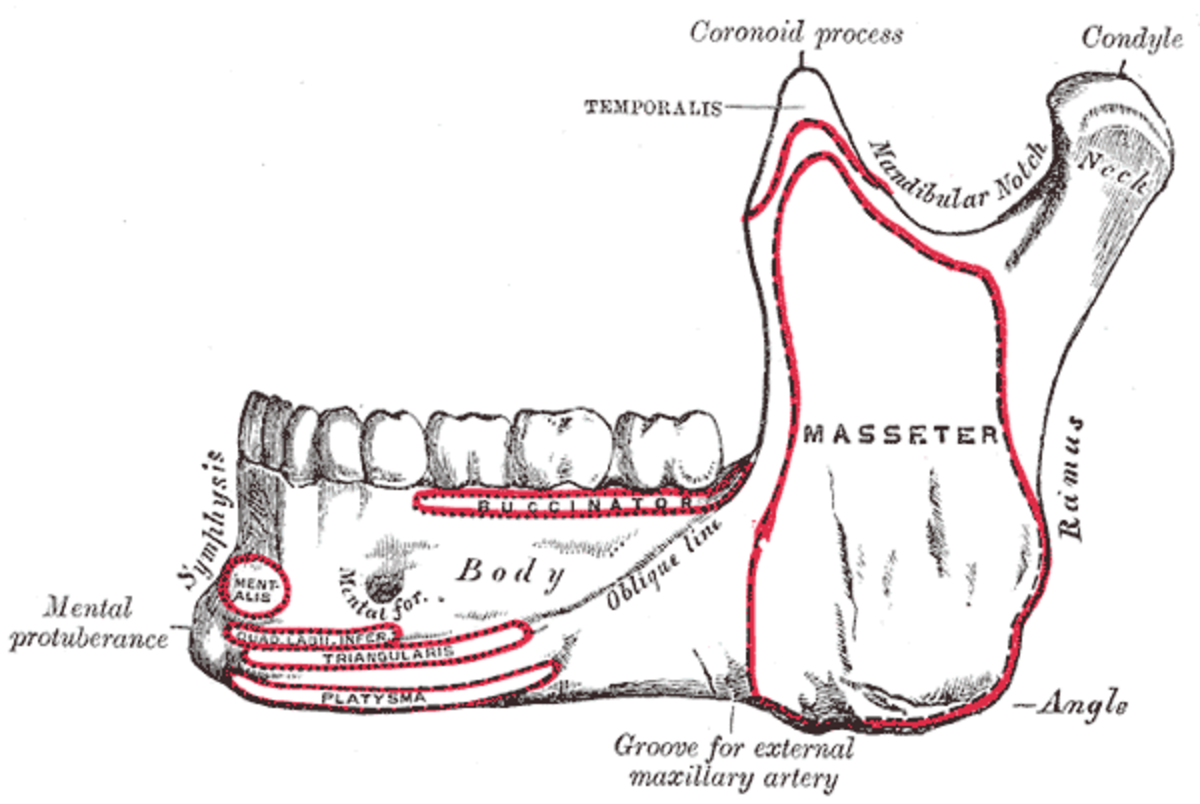 Mandibule, vue latérale