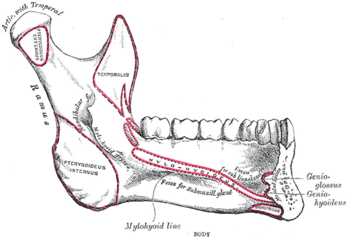 Mandibule, vue médiale