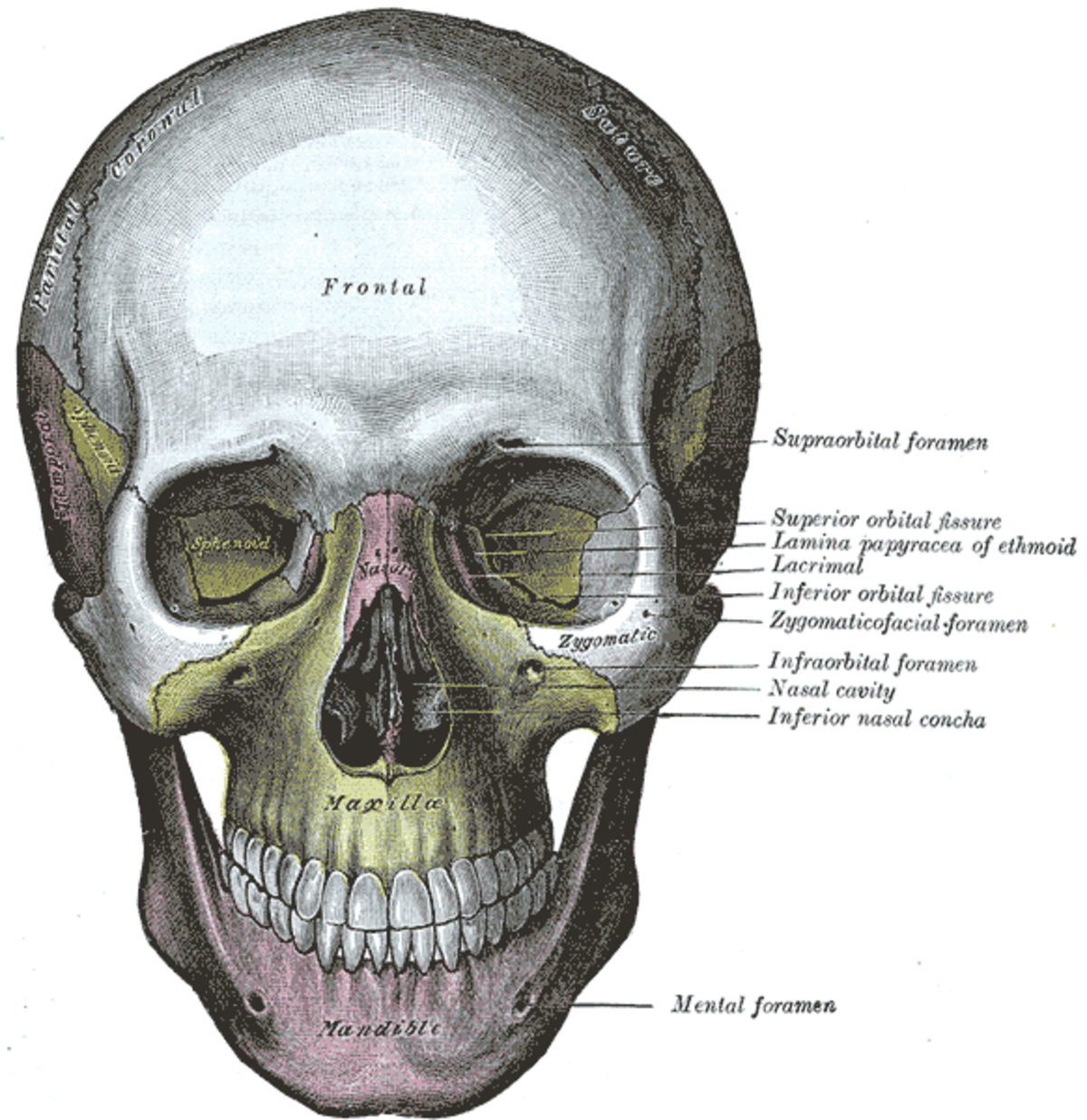 Orbite (anatomie)