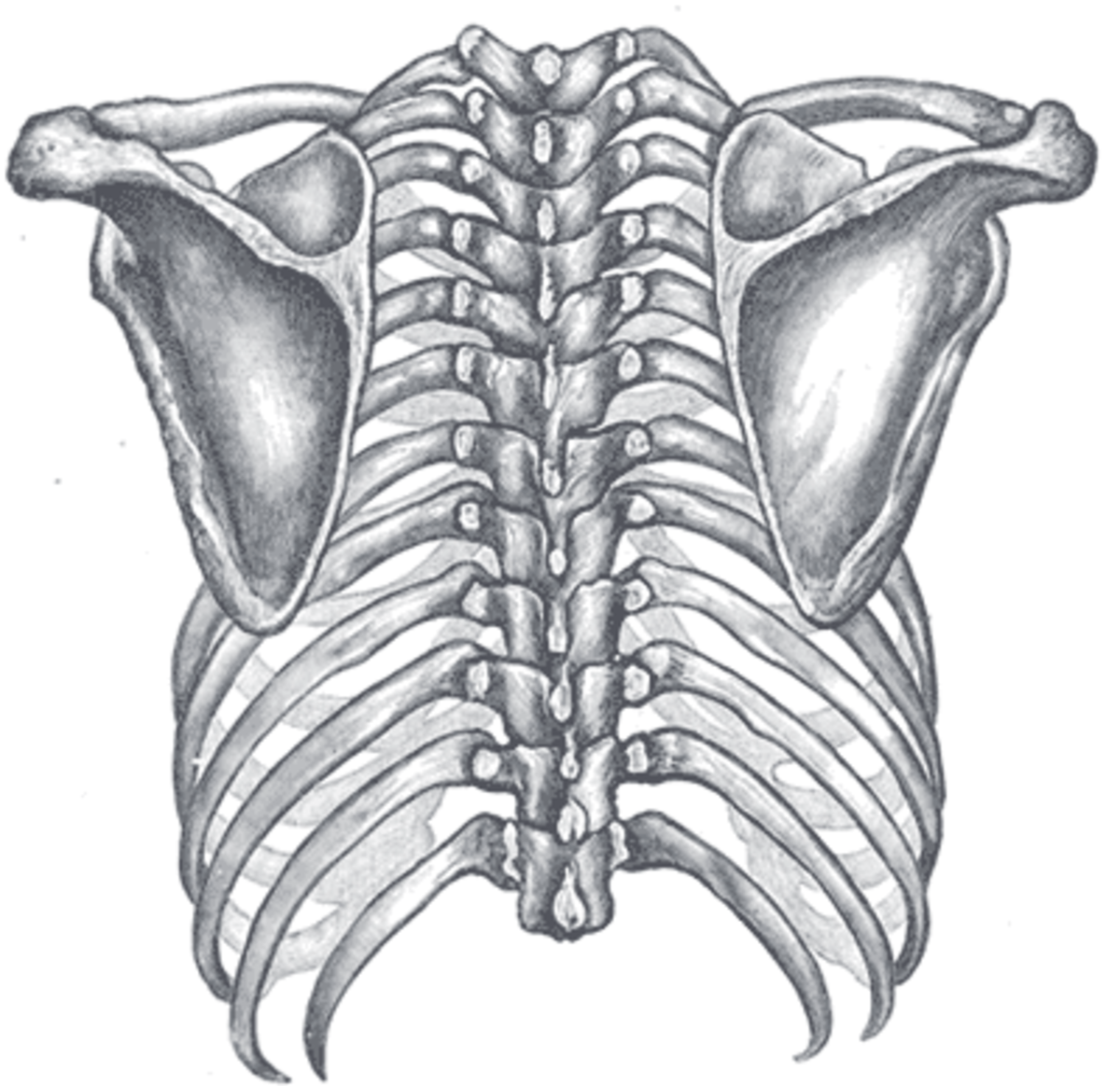 Omoplate