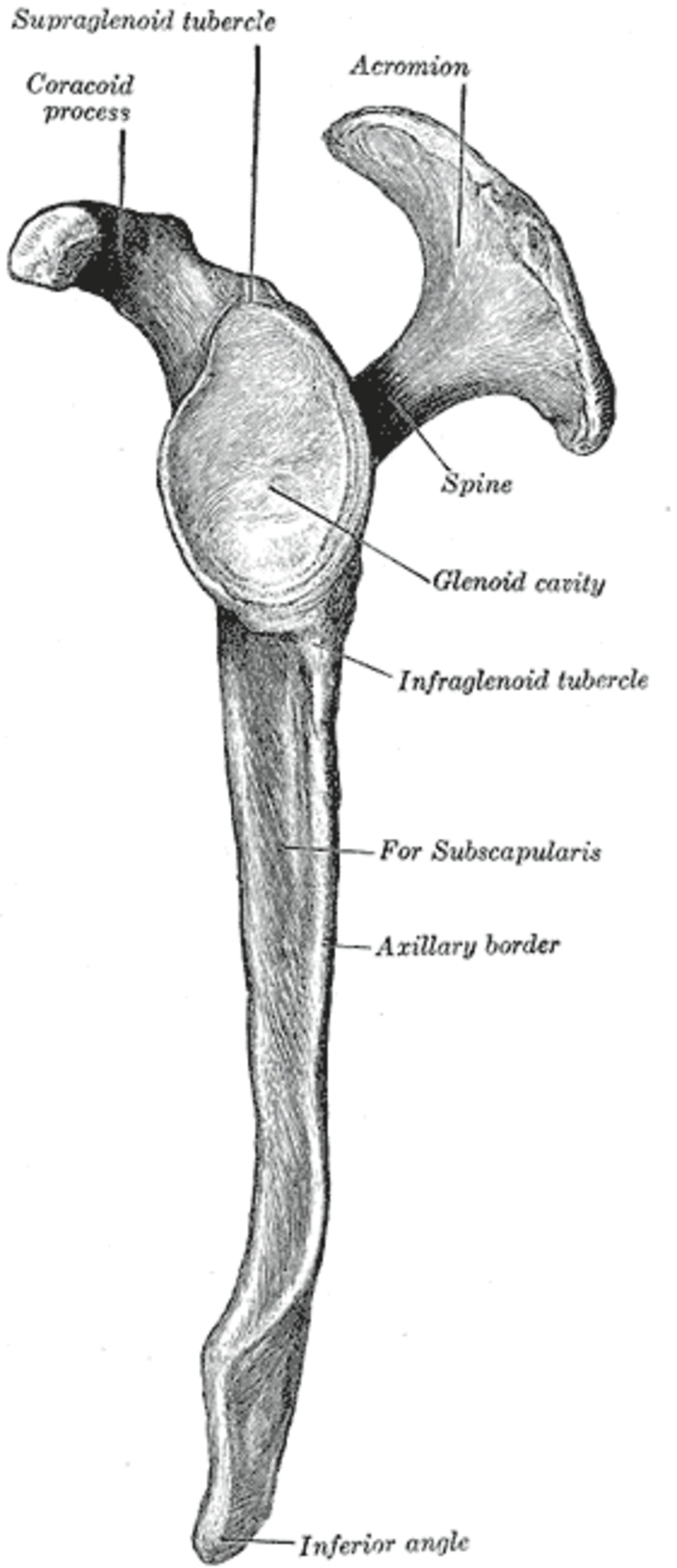 Scapula gauche, vue latérale