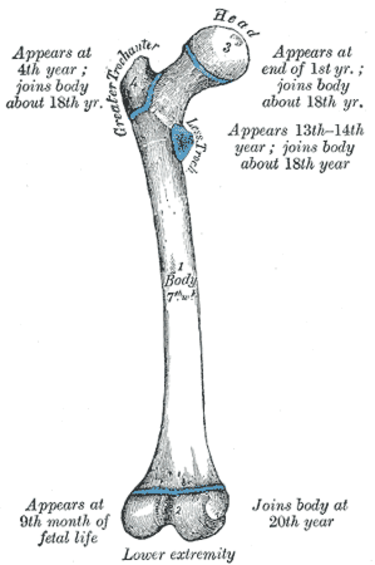 Fémur