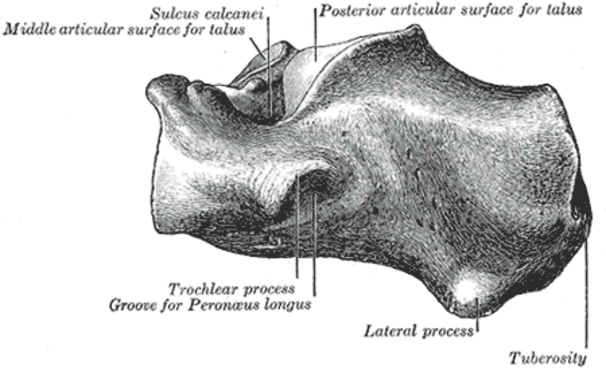 Calcanéum