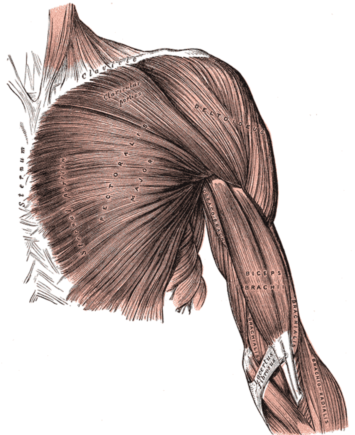 Muscle biceps brachial