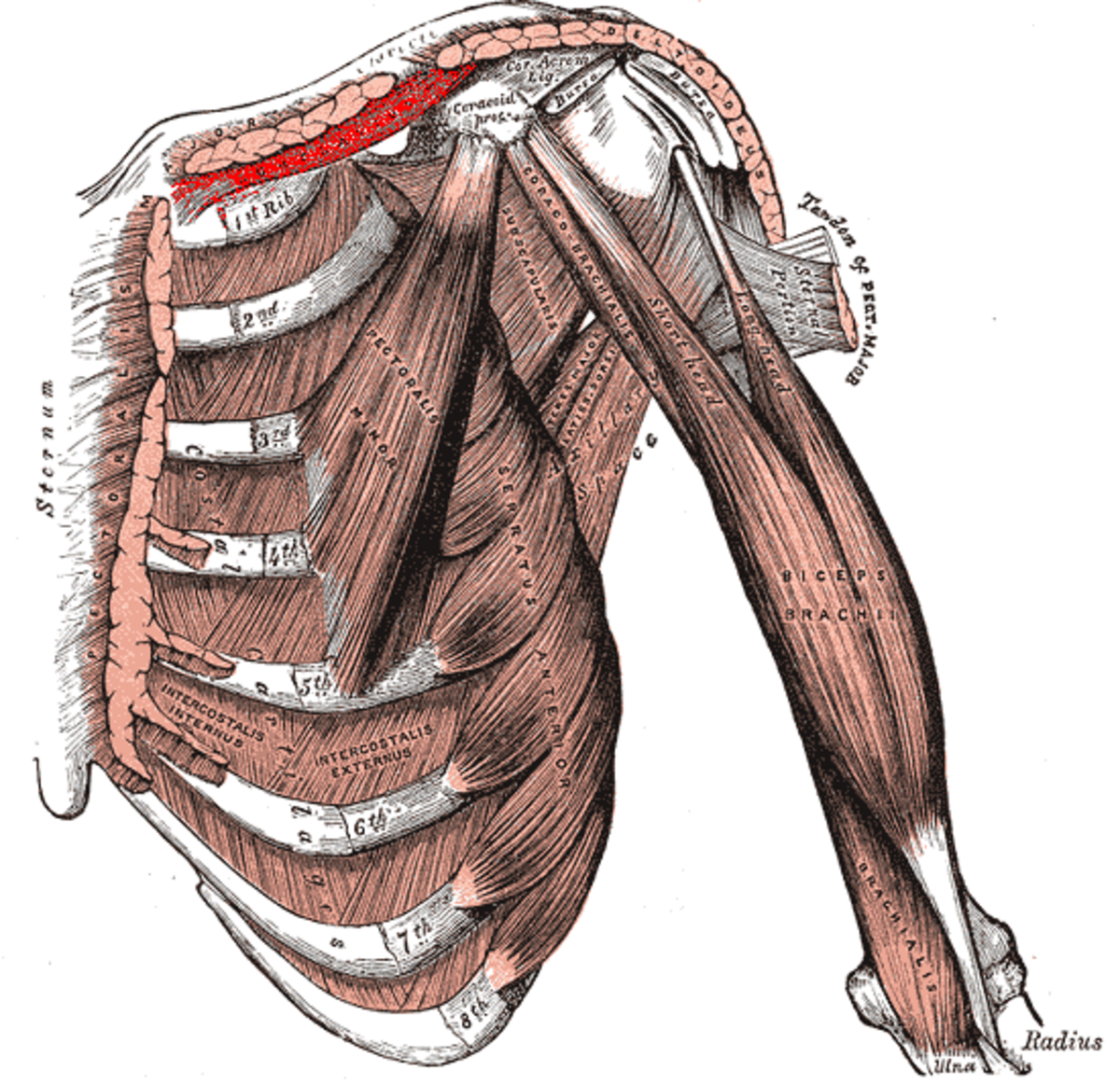 Muscle subclavier