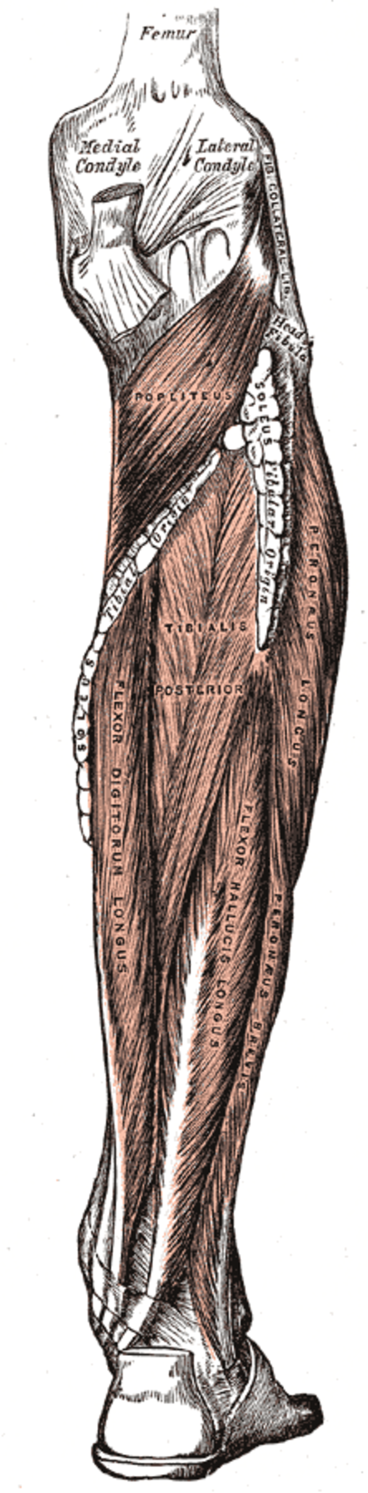 Muscle long fibulaire