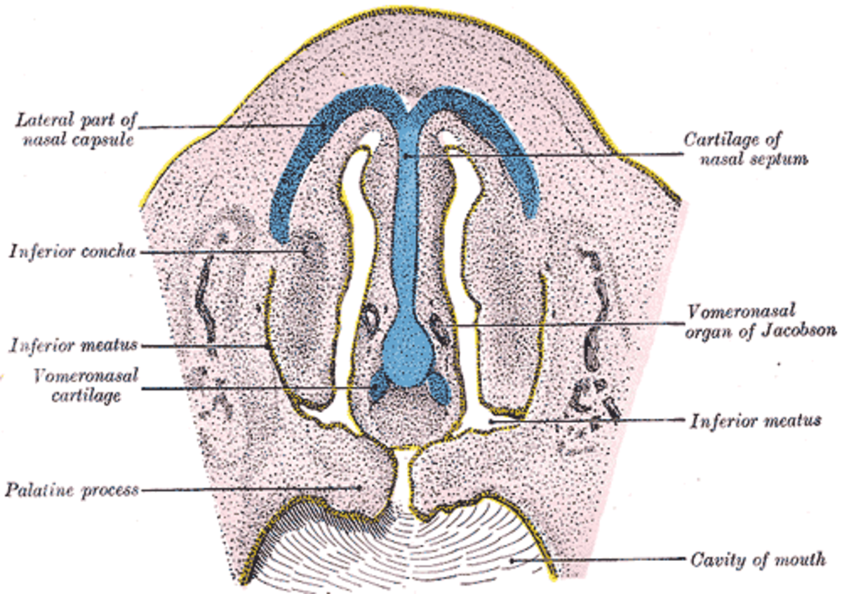 Coupe de la cavité nasale d'un embryon long de 28 mm. L'organe de Jacobson est identifié à droite. Source : Gray's Anatomy