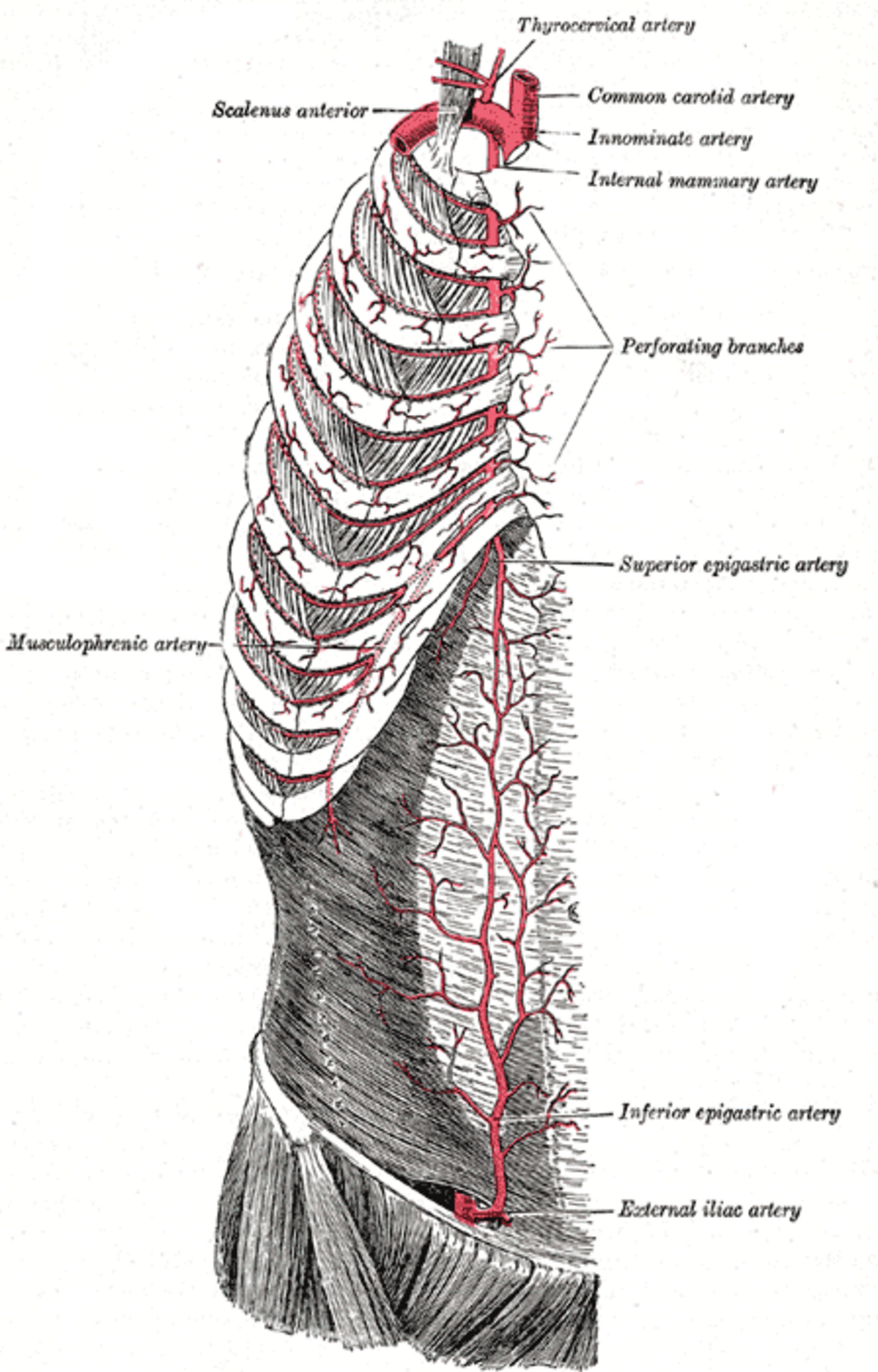 Artère thoracique interne