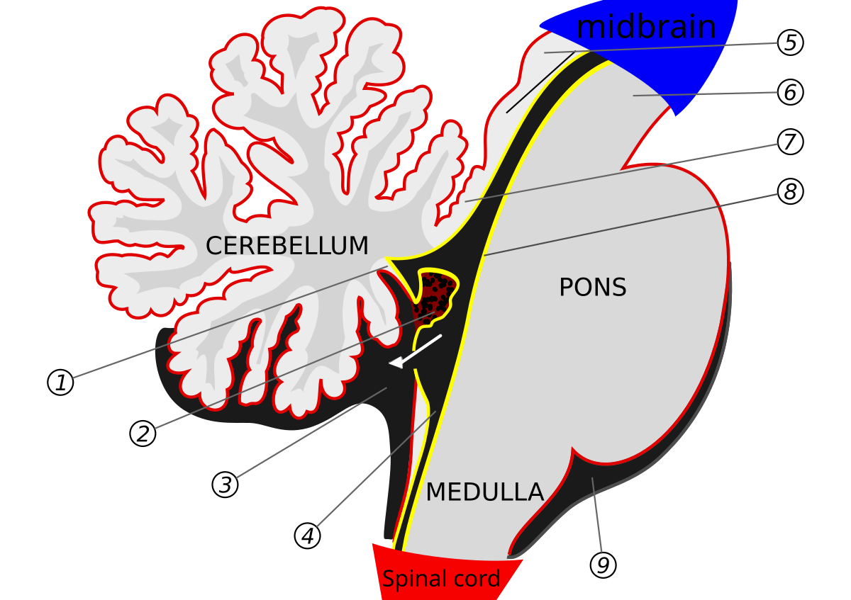 Plexus choroïdes