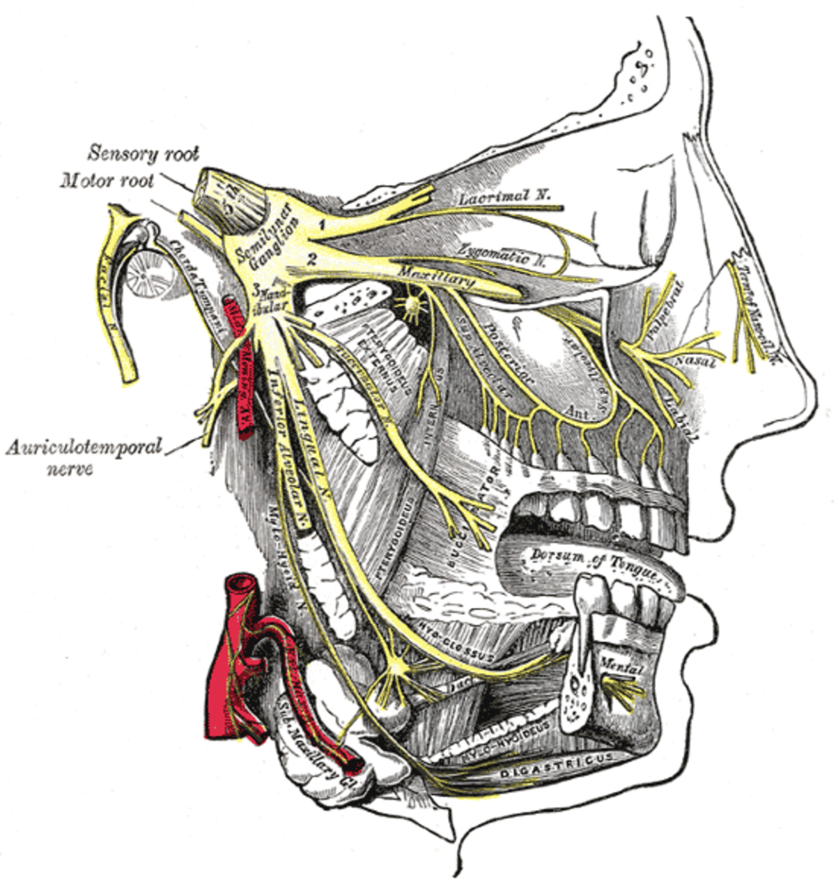 Le ganglion trigéminal et les branches du nerf trijumeau