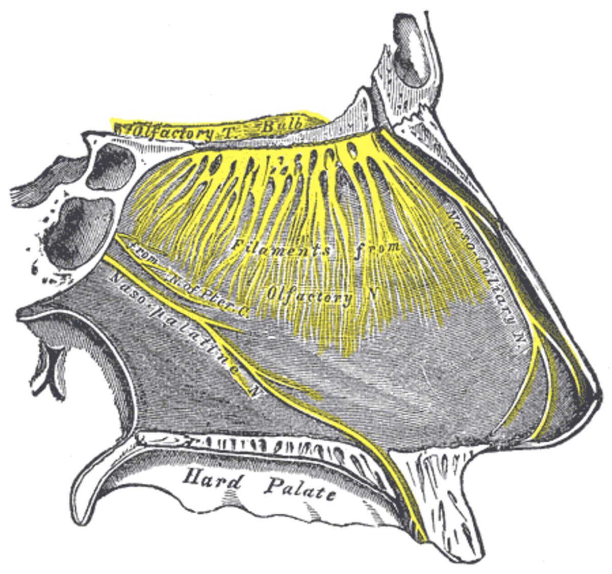 Innervation