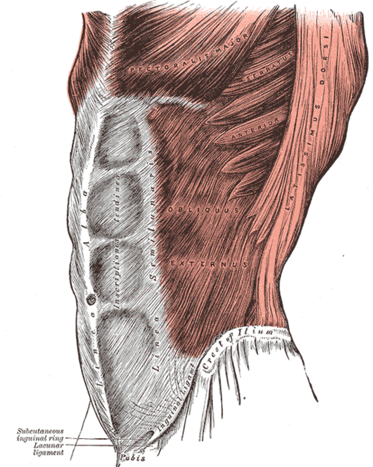 Abdominaux