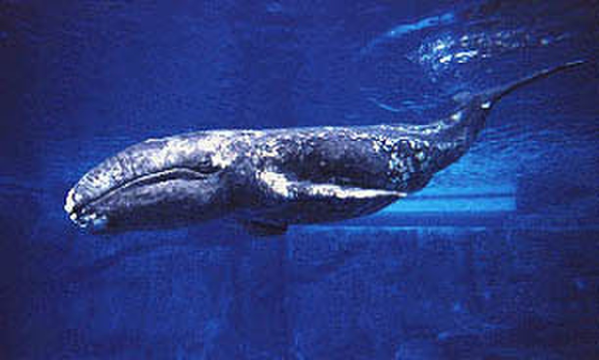 Baleine grise