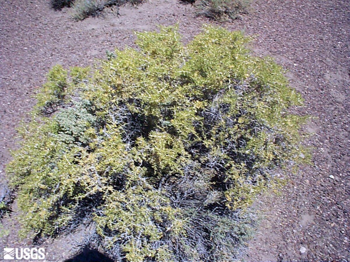 Sarcobataceae