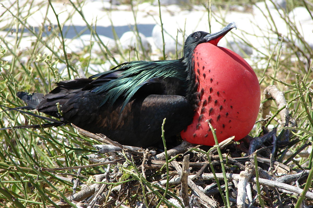 Fregatidae