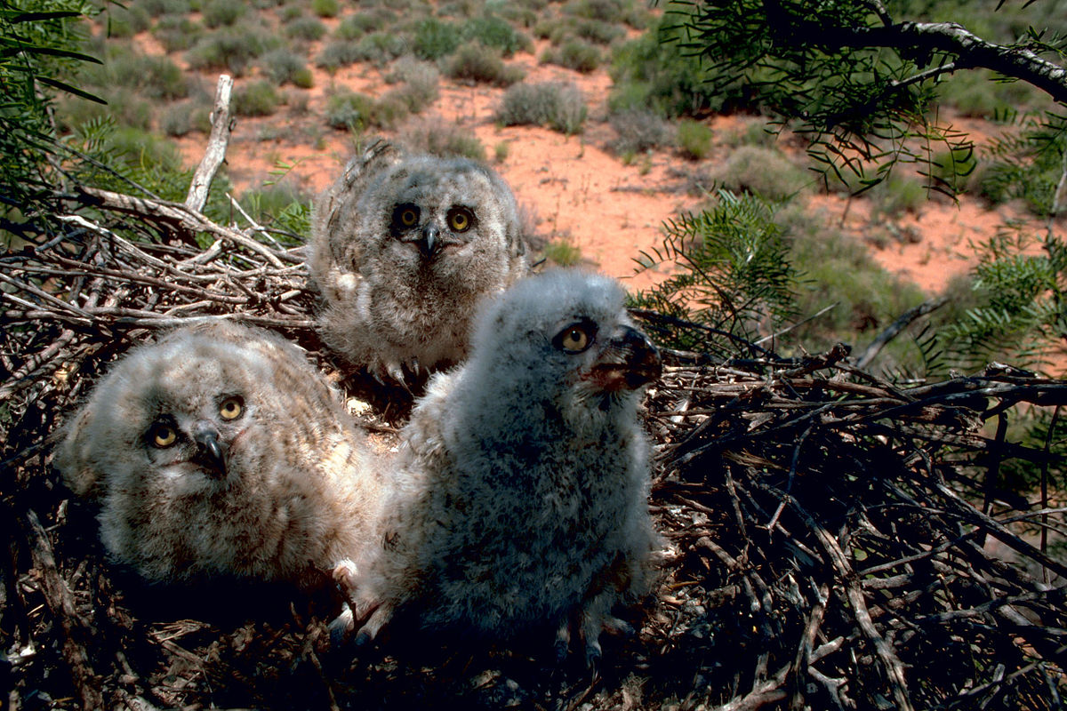Great horned owl chick 3w.jpg