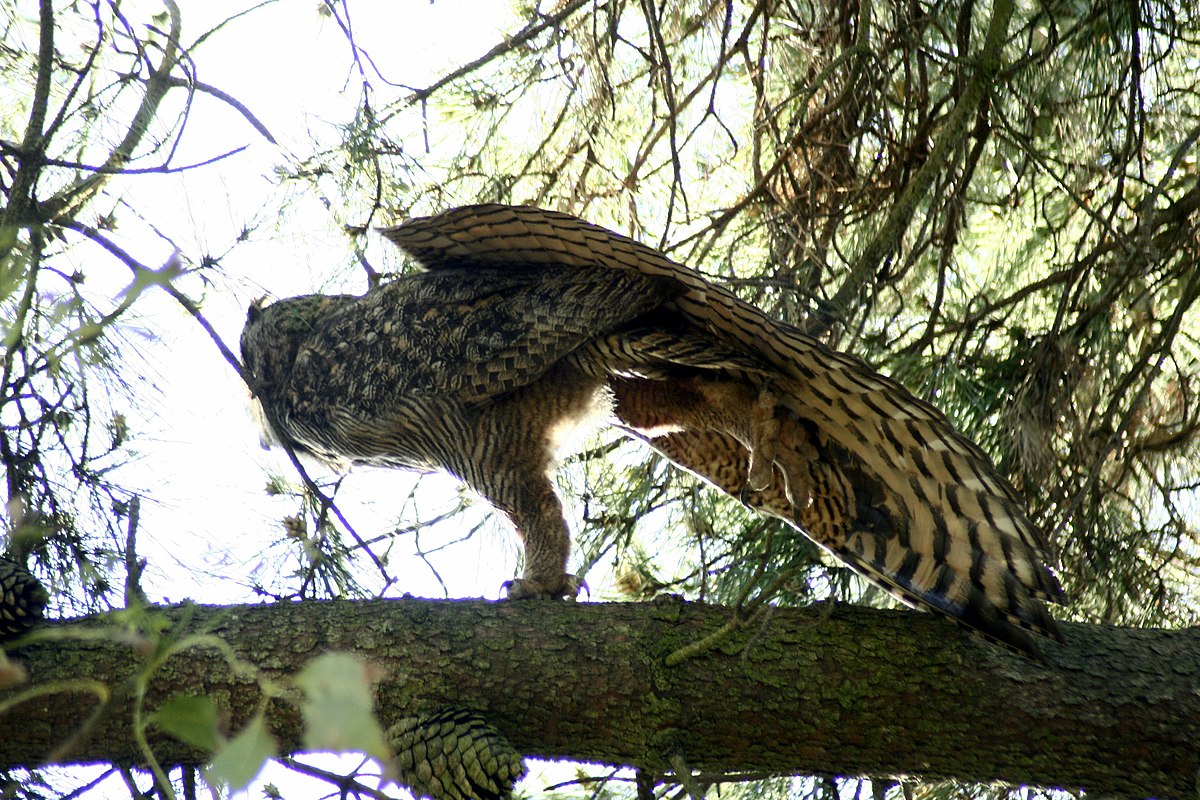 Great-horned-owl-stretching.jpg