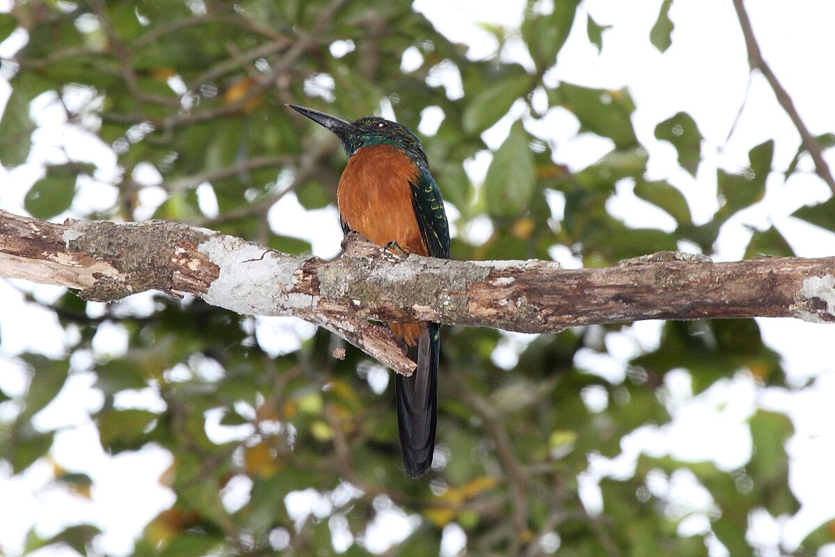 Grand Jacamar