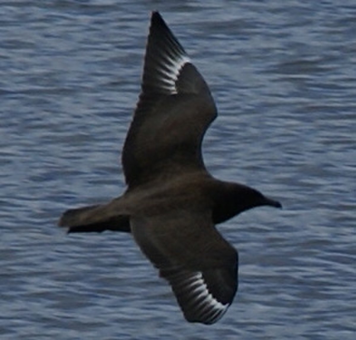 Great Skua 20080821.jpg