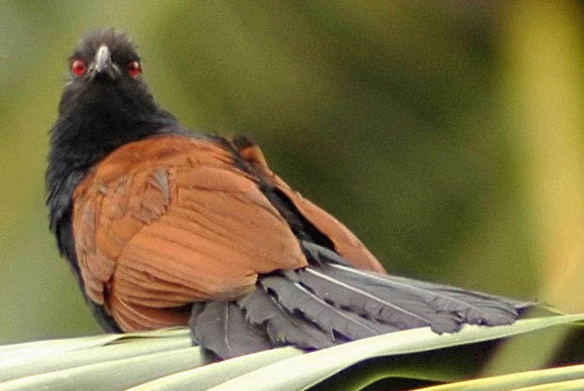 Centropodinae